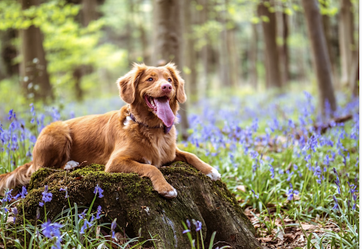 How to Introduce a Slow Feeder Dog Bowl to Your Dog?
