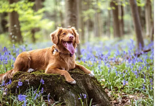 How to Introduce a Slow Feeder Dog Bowl to Your Dog? - Super Feedy
