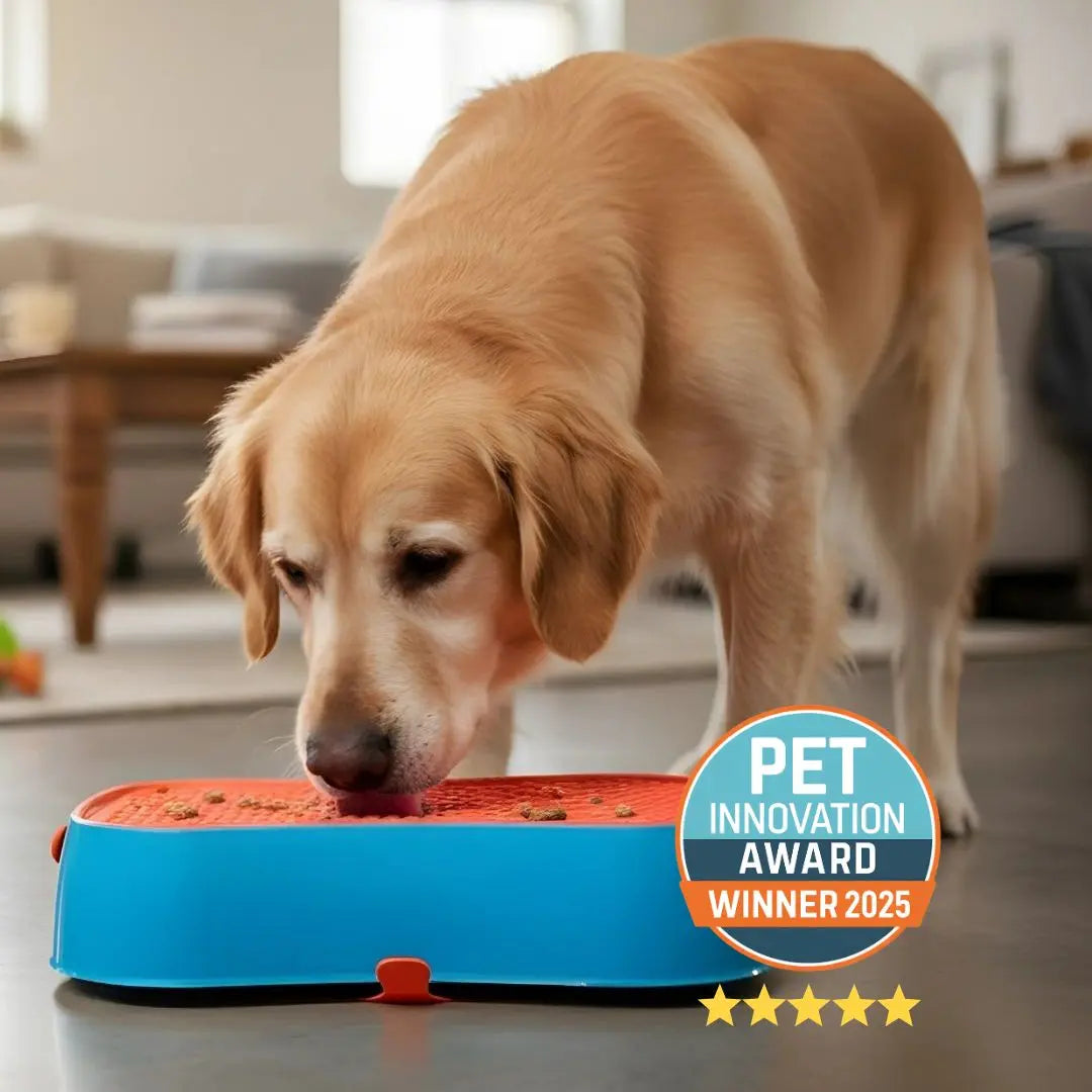 Best Slow Feeder Bowls for Large Dogs