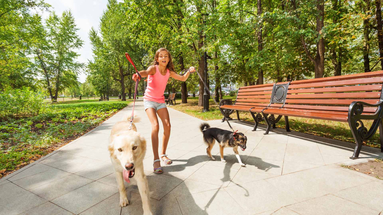Slow and Steady Wins the Race: Training Dogs to Use Slow Feeder Bowls