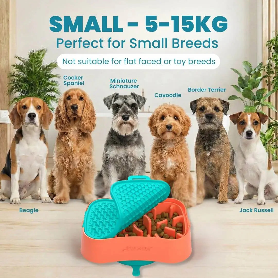 Small Slow Feeder Dog Bowl: Benefits for Digestion and Bloat Prevention