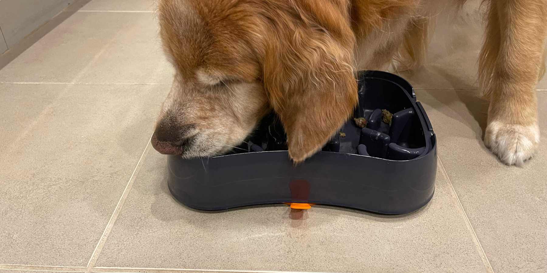 The Science Behind Slow Feeder Dog Bowls: Understanding Their Impact on Canine Health
