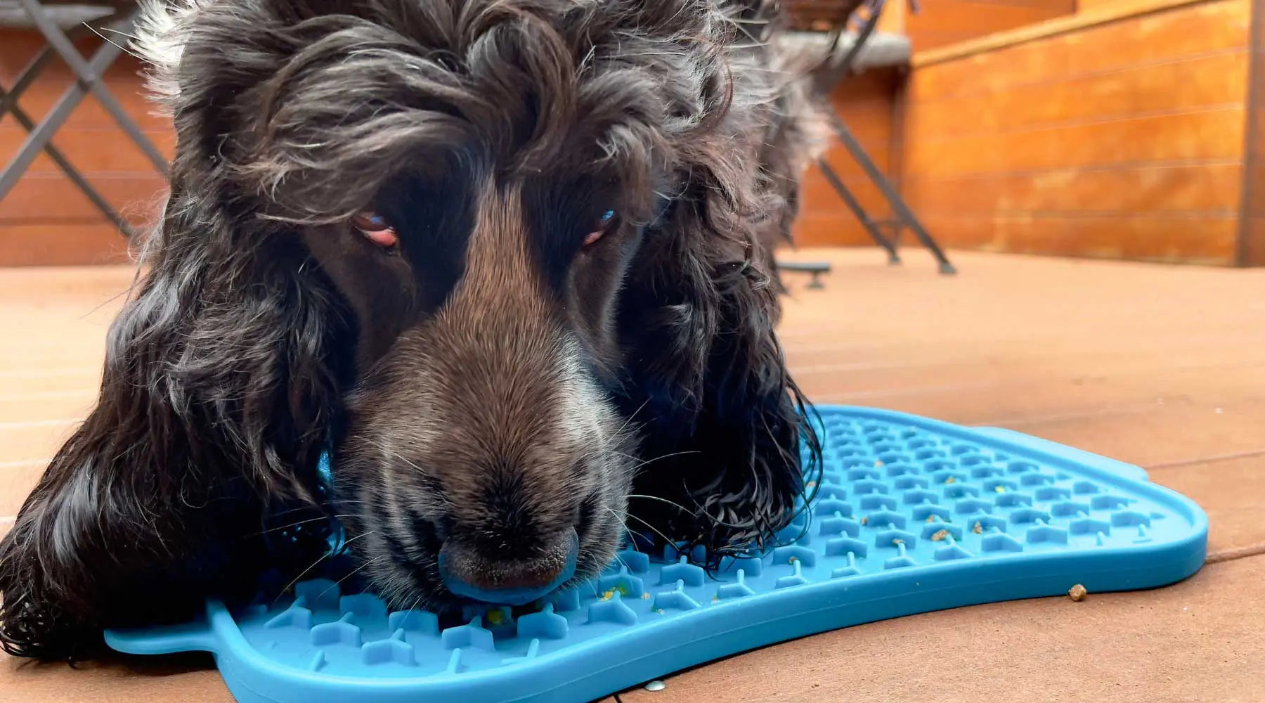 Nine simple dog enrichment ideas.