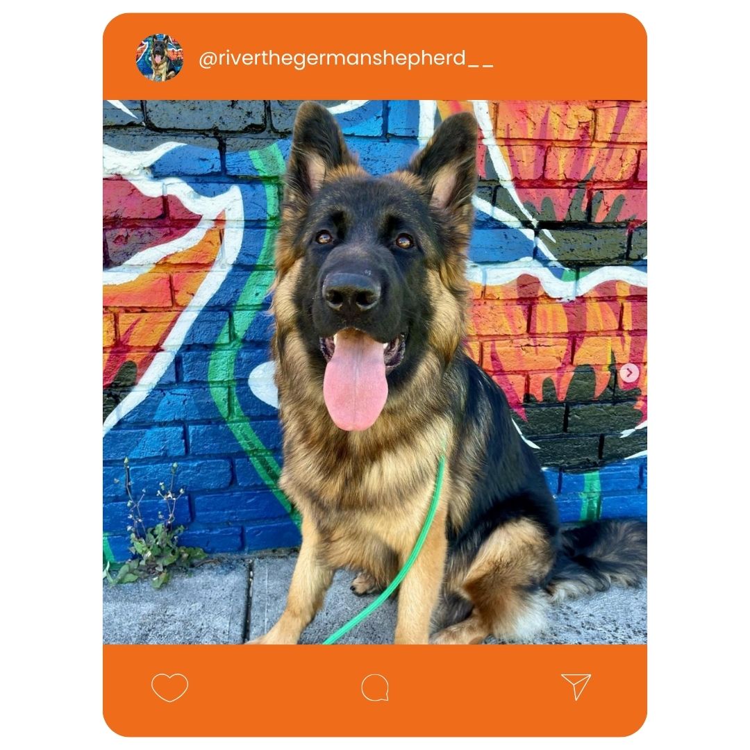 @riverthegermansherpherd__