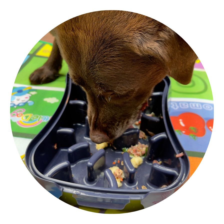 Chocolate Labrador eating from Super Feedy slow feeder bowl
