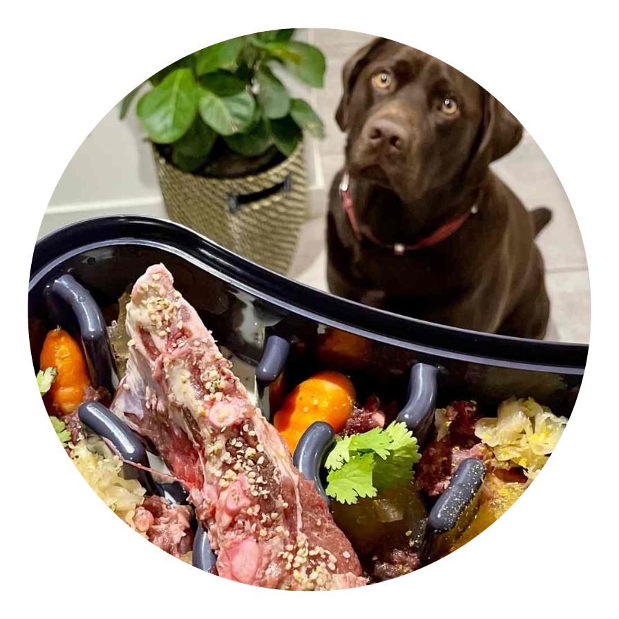 Dog looking at food in slow feeder bowl