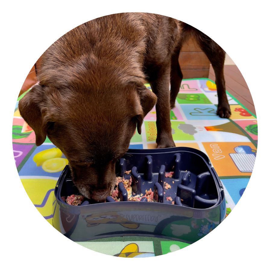 Use a slow-feed dog bowl, like the Super Feedy 4-in-1Slow Feeder Dog Bowl, which can help discourage speedy eating