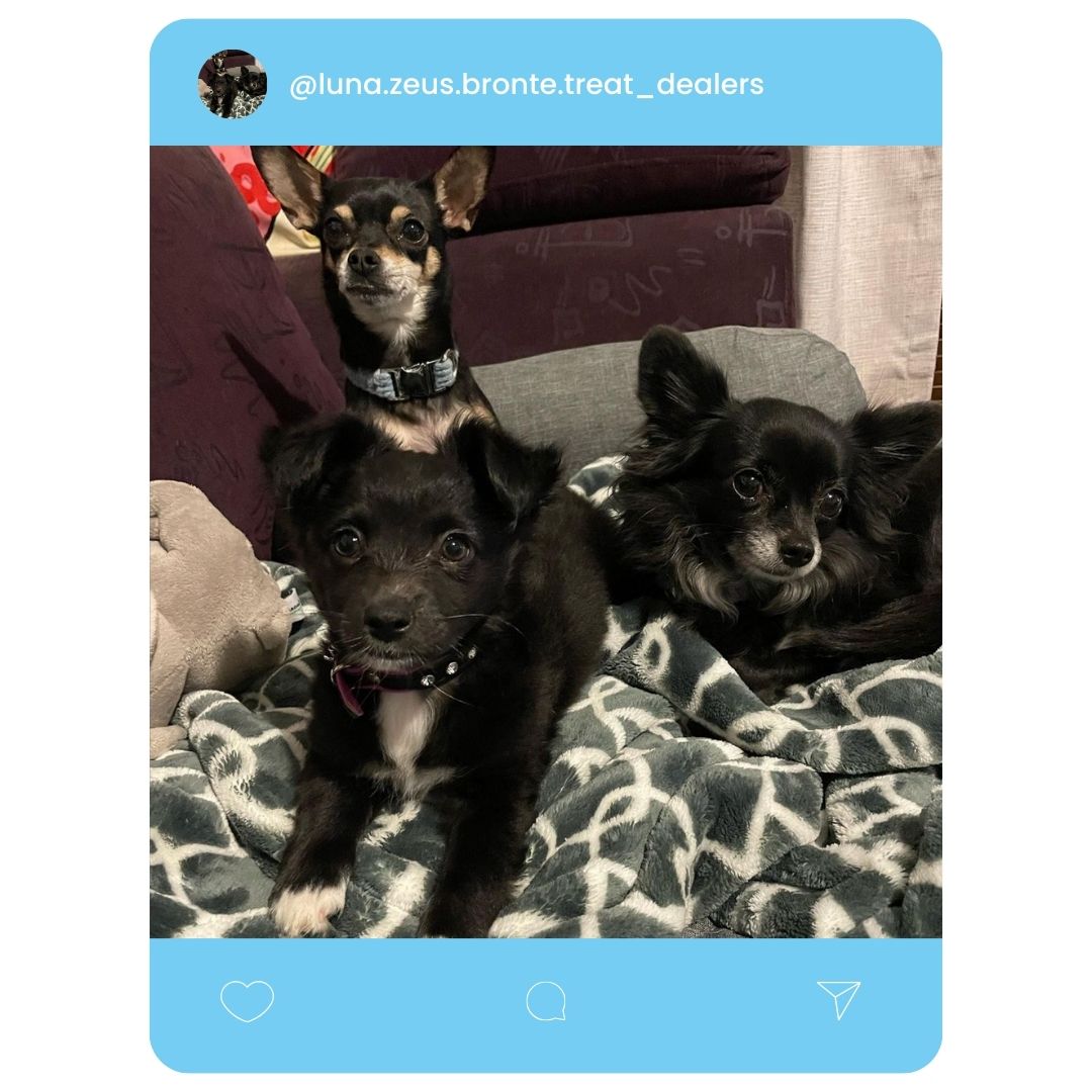 @luna.zeus.bronte.treat_dealers