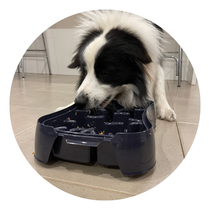 Collie eating from Super Feedy slow feeder bowl