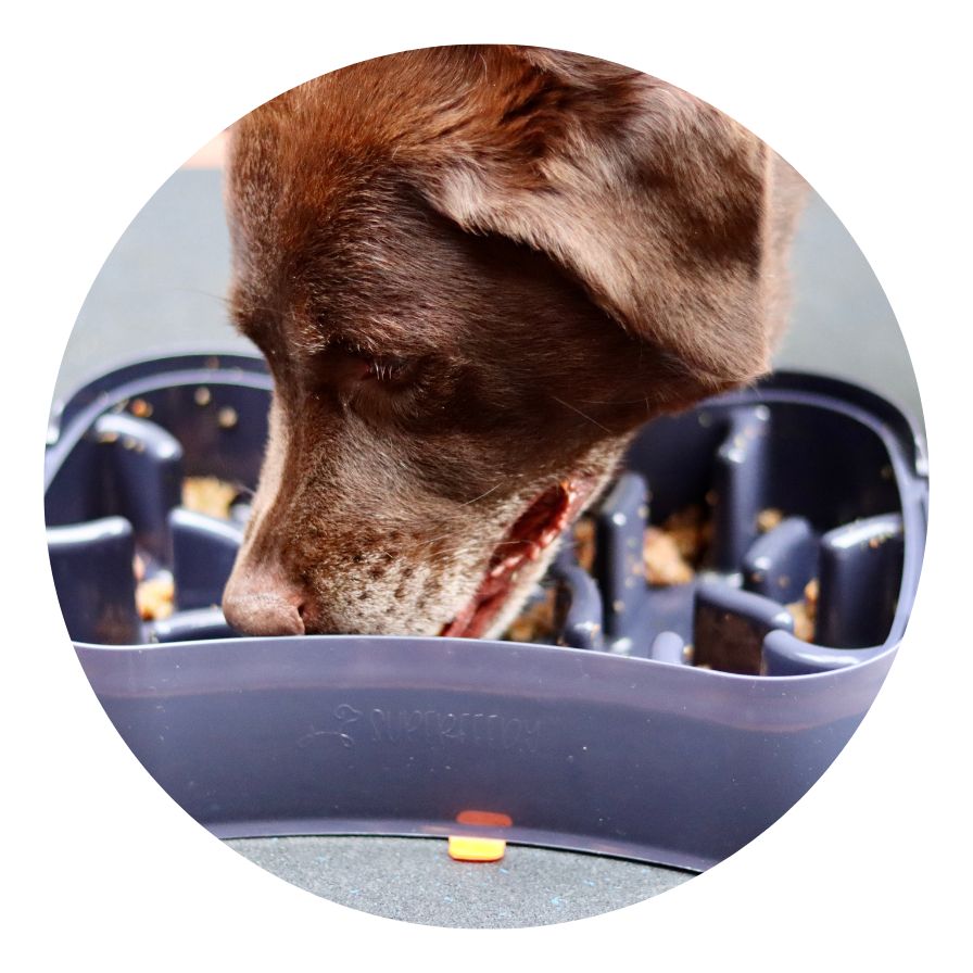 Dog eating from Super Feedy slow feeder bowl
