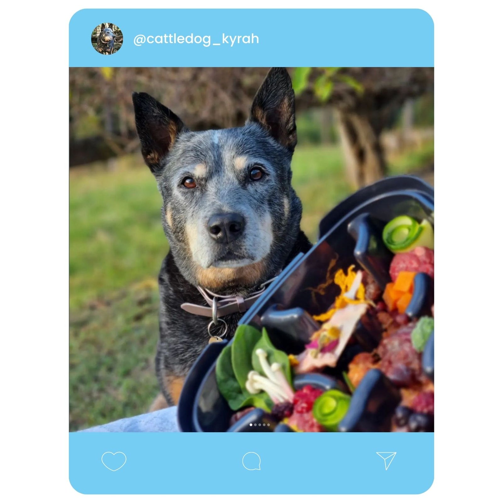 @cattledog_kyrah