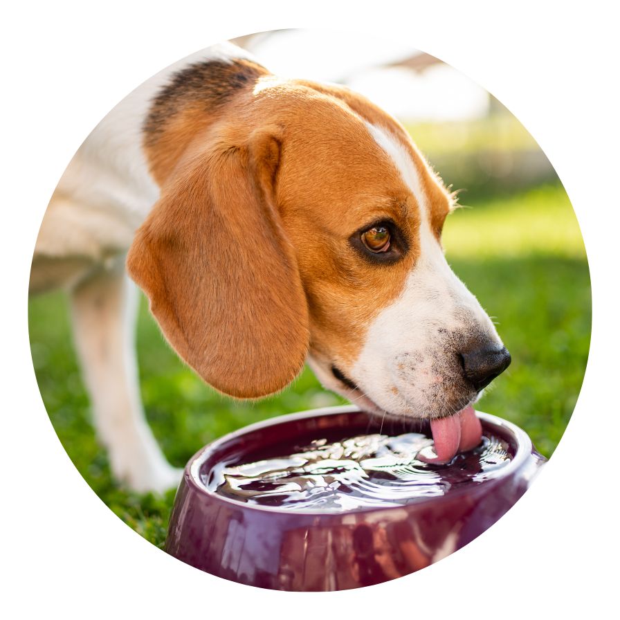 Encourage moderate water intake before and after meals