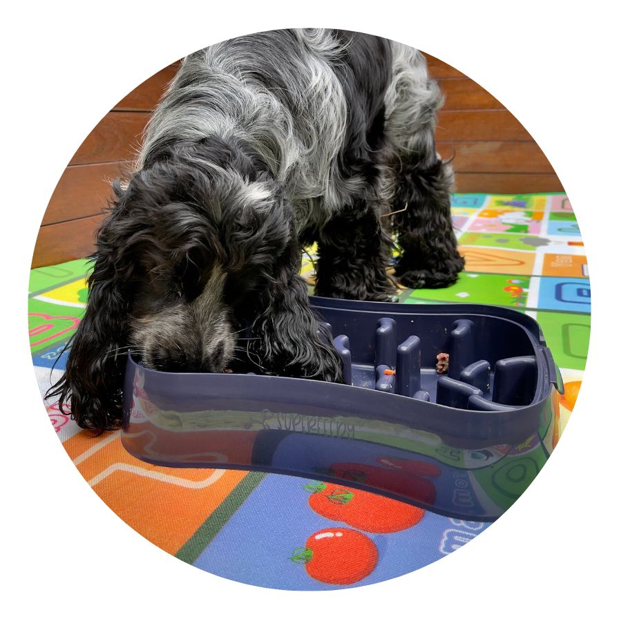 Dog eating from Super Feedy slow feeder bowl
