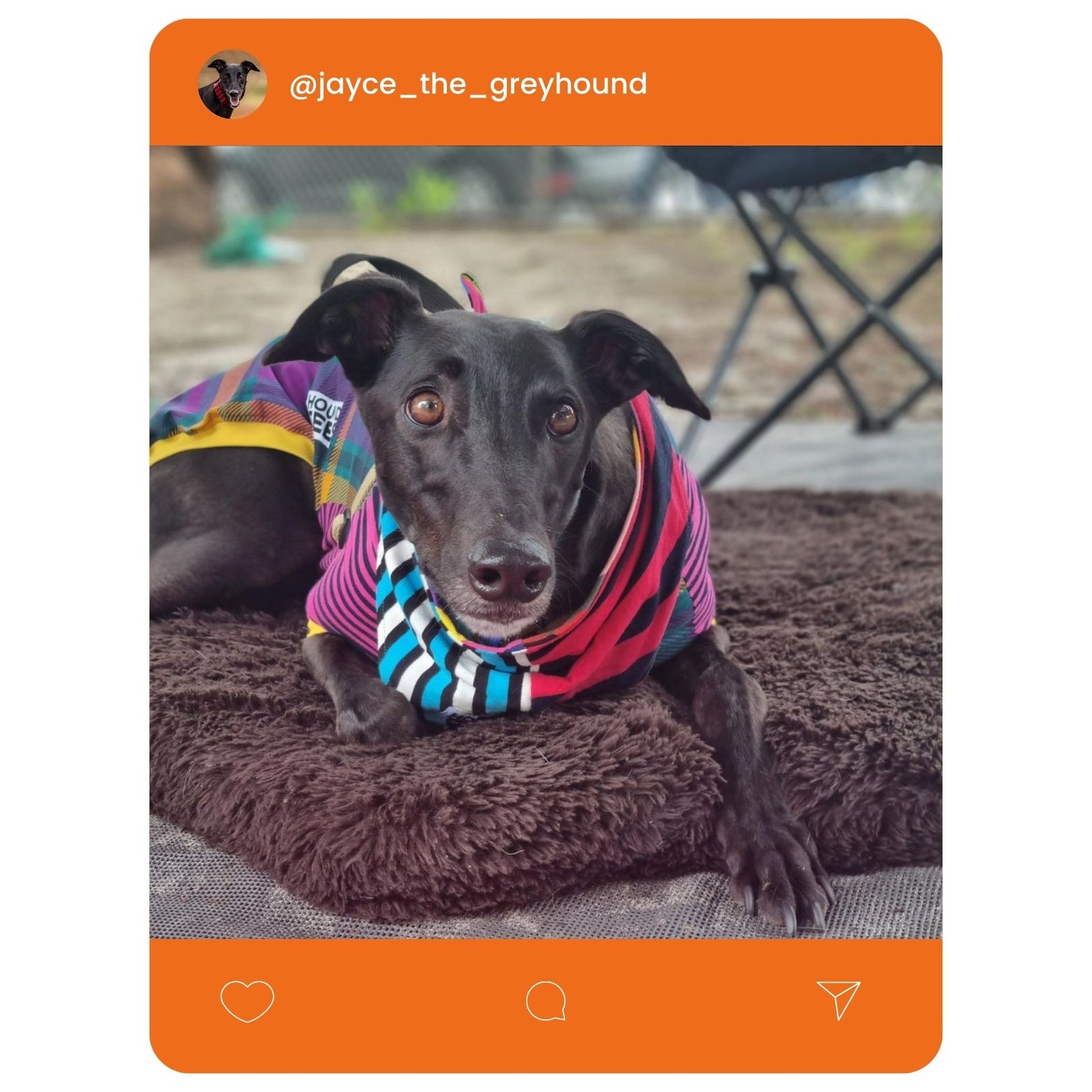 @jayce_the_greyhound