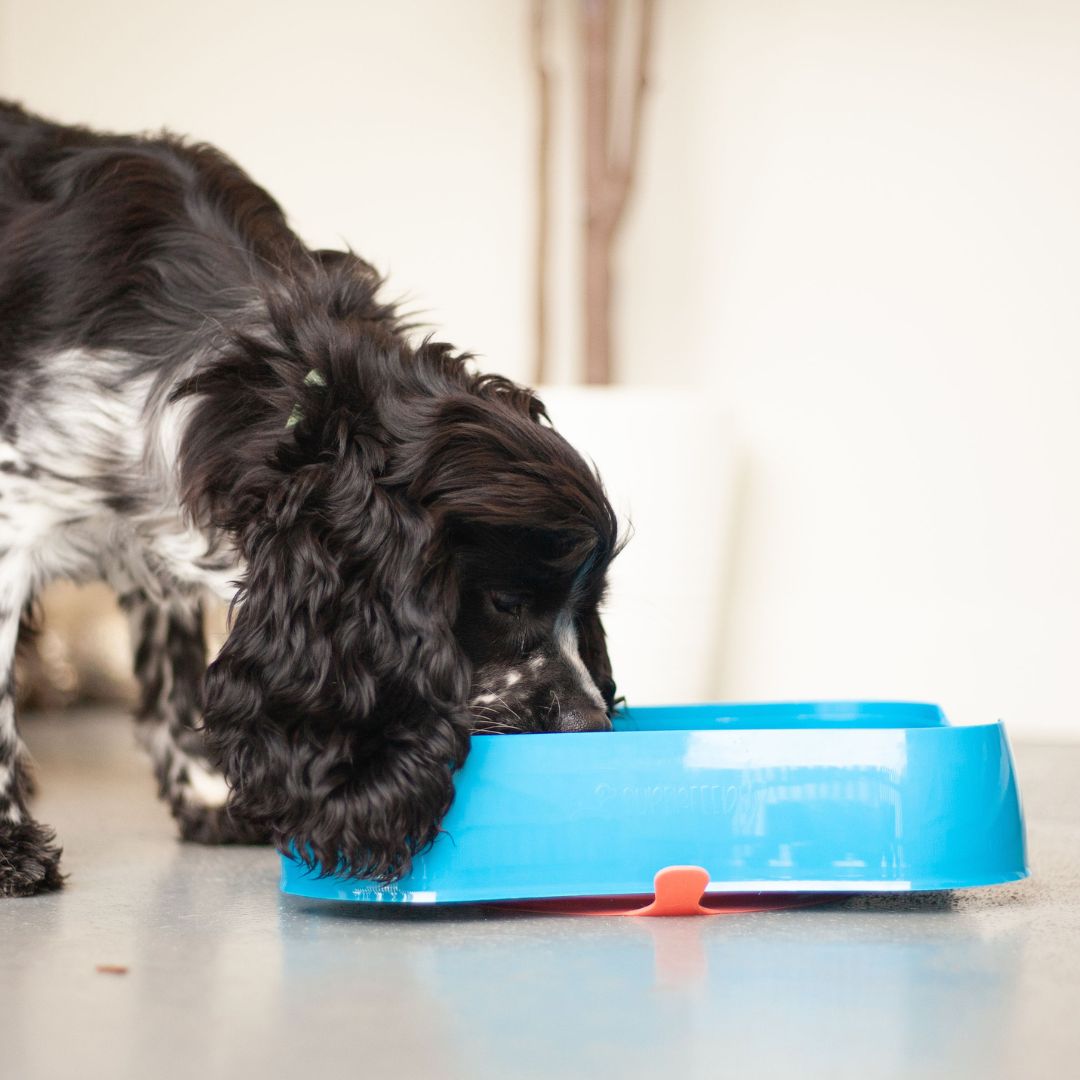 Dog eating from Super Feedy slow feeder