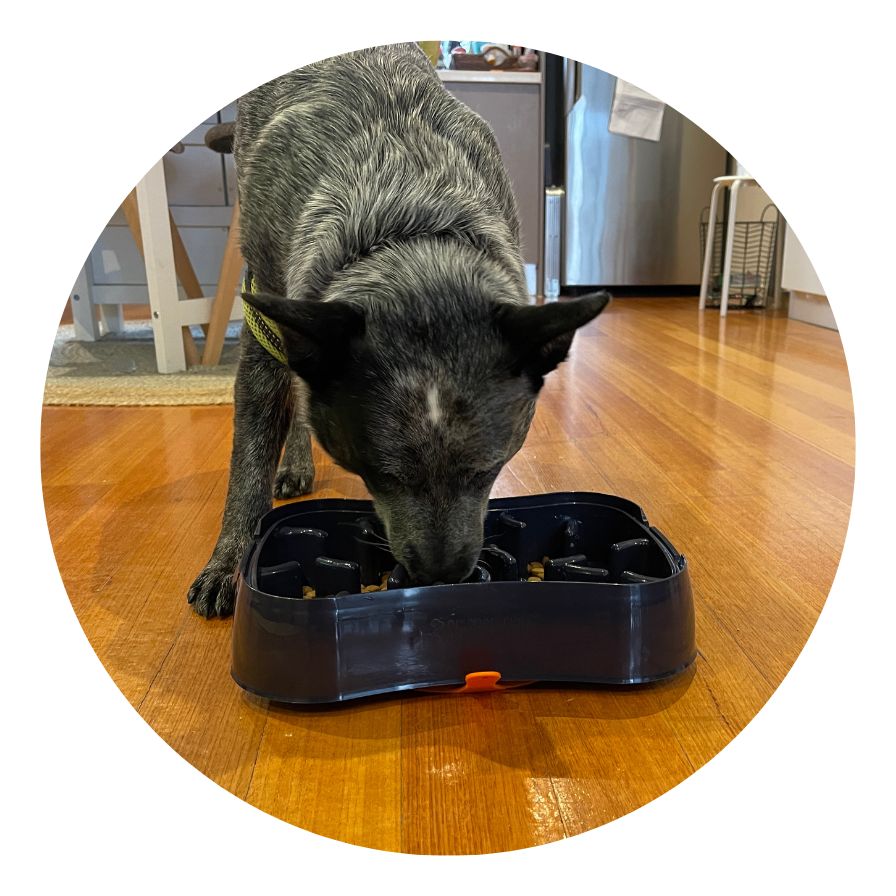 Blue Heeler eating from Super Feedy slow feeder bowl