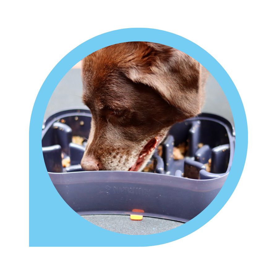 Join us in the battle against Dog Bloat