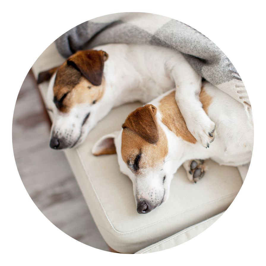 Strive for a calm, stress-free environment for your dog