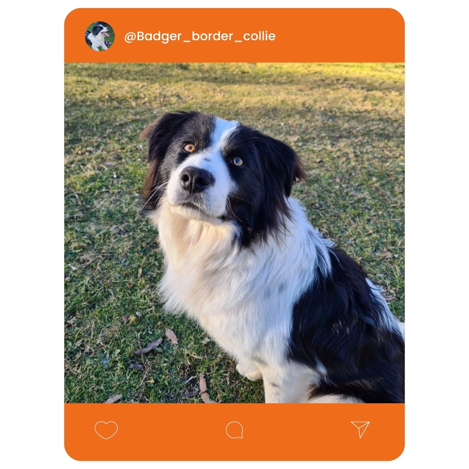@Badger_border_collie
