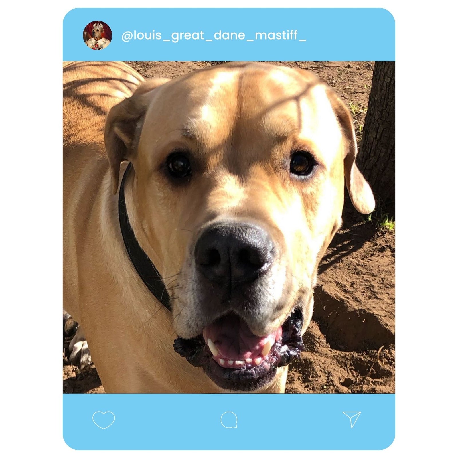 @louis_great_dane_mastiff_