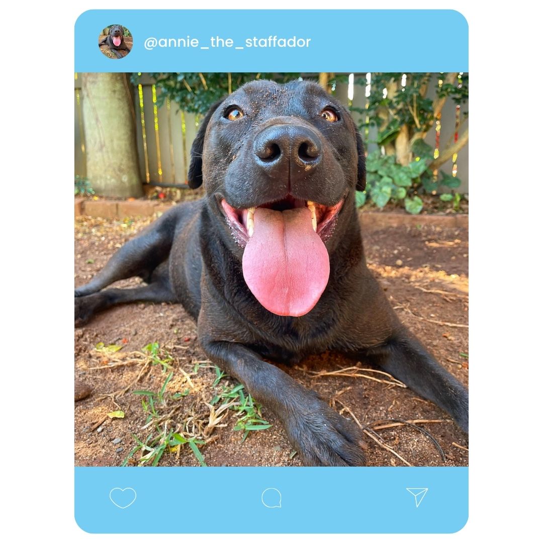 @annie_the_staffador