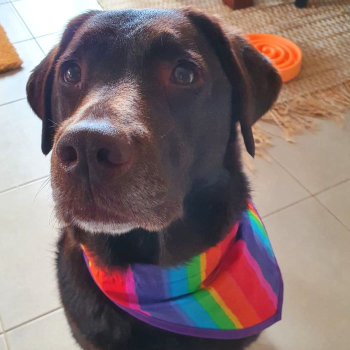 Dogs shouldn't fight their bowl.