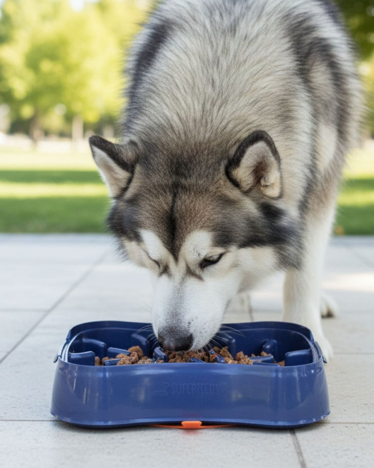 Dog eating from a blue food bowl outdoors