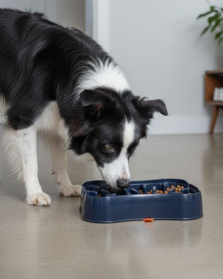 Dog eating from a Super Feedy grey slow feeder bowl on a light-colored floor.
