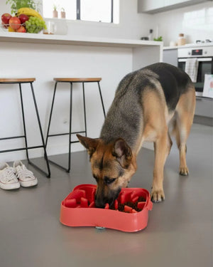 4-in-1 Slow Feeder Dog Bowl System | Super Feedy