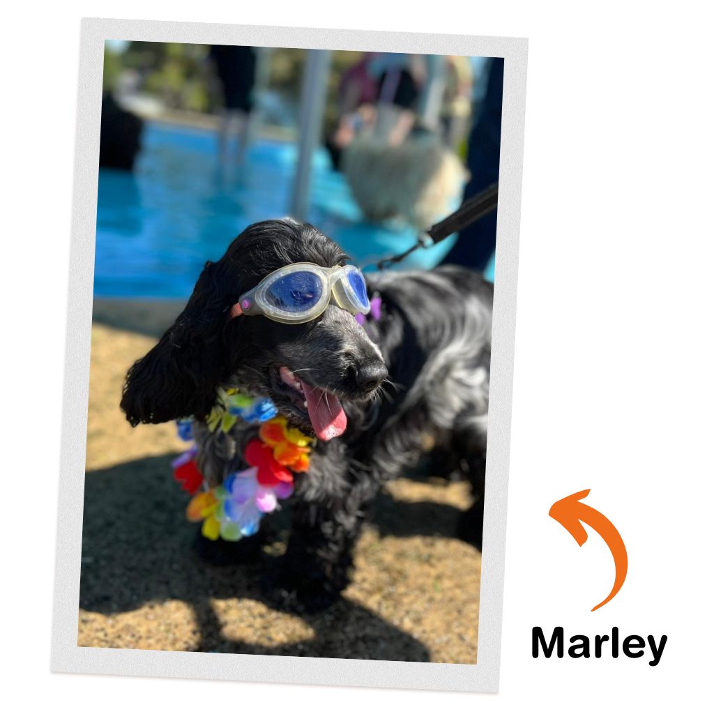 The Super Feedy Story - Marley