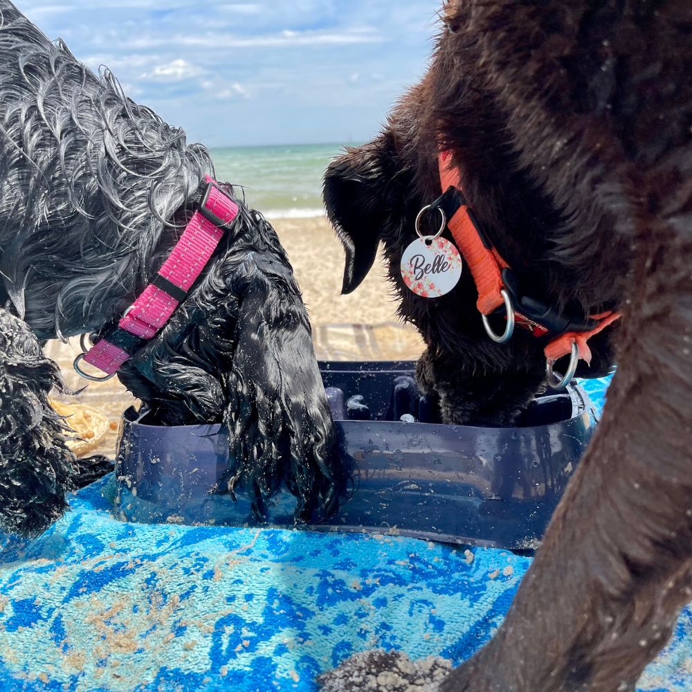 Super Feedy Belle and Marley Eating Out of Super Feedy Bowl