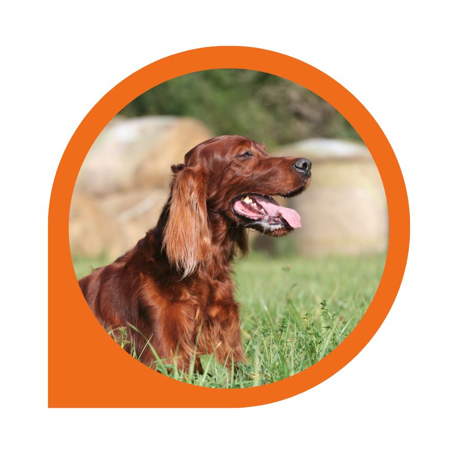 How to recognise the symptoms of Dog Bloat