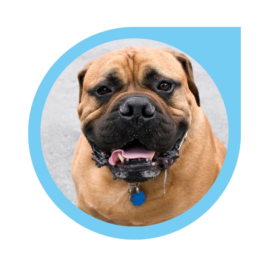 watch out for these symptoms of dog bloat