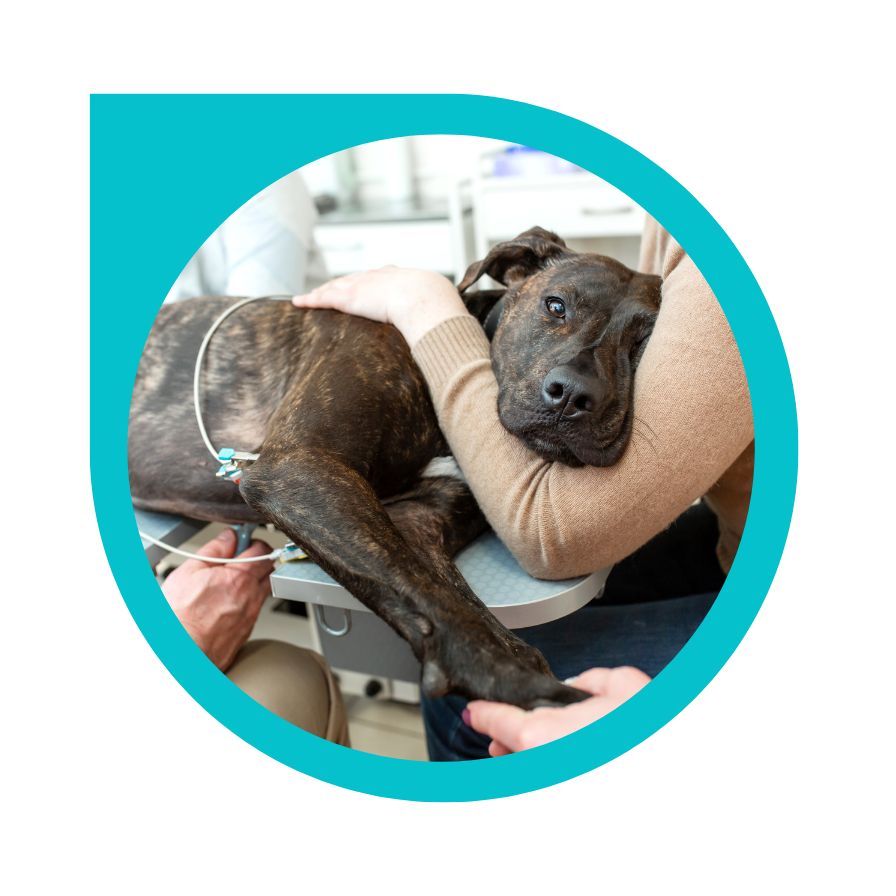 Bloat can affect any dog