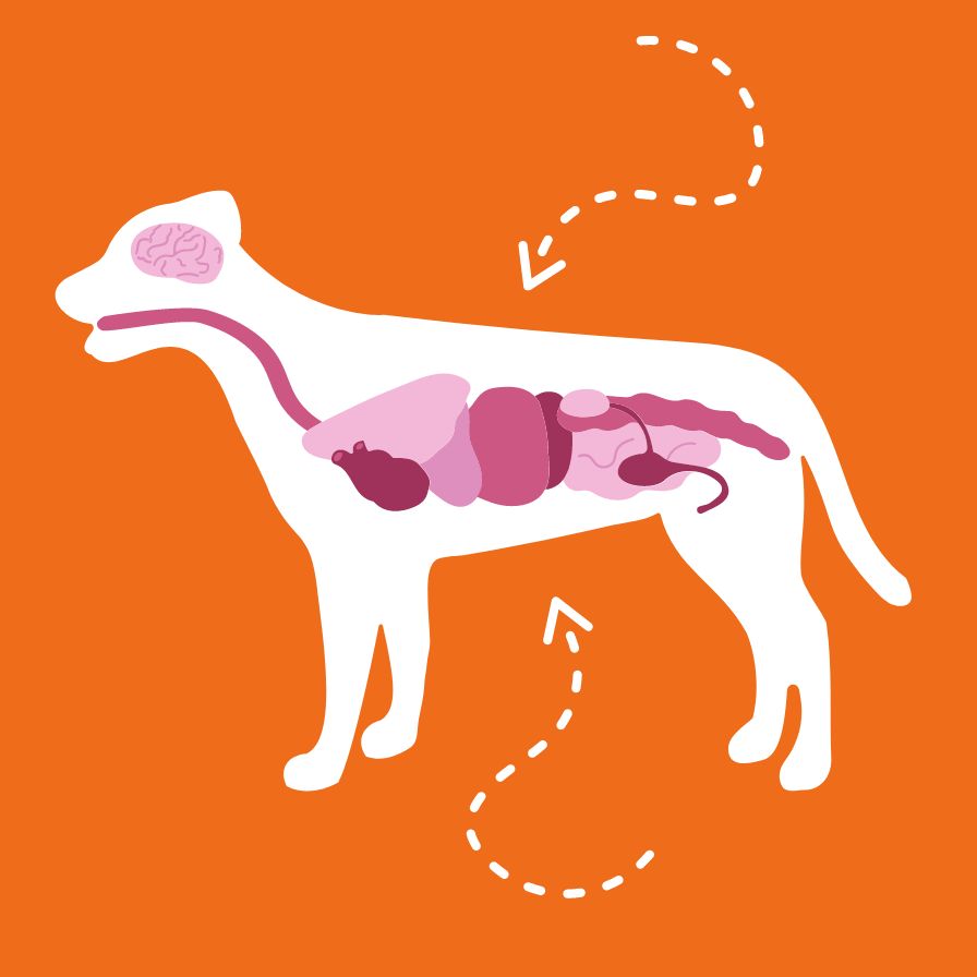Bloats in dogs is a medical emergency