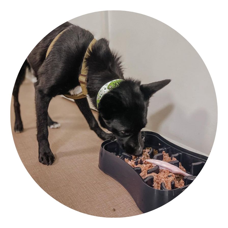 Dog eating wet meal from Super Feedy slow feeder bowl