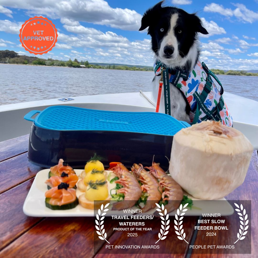 Dog on a boat with a tray of food and awards displayed