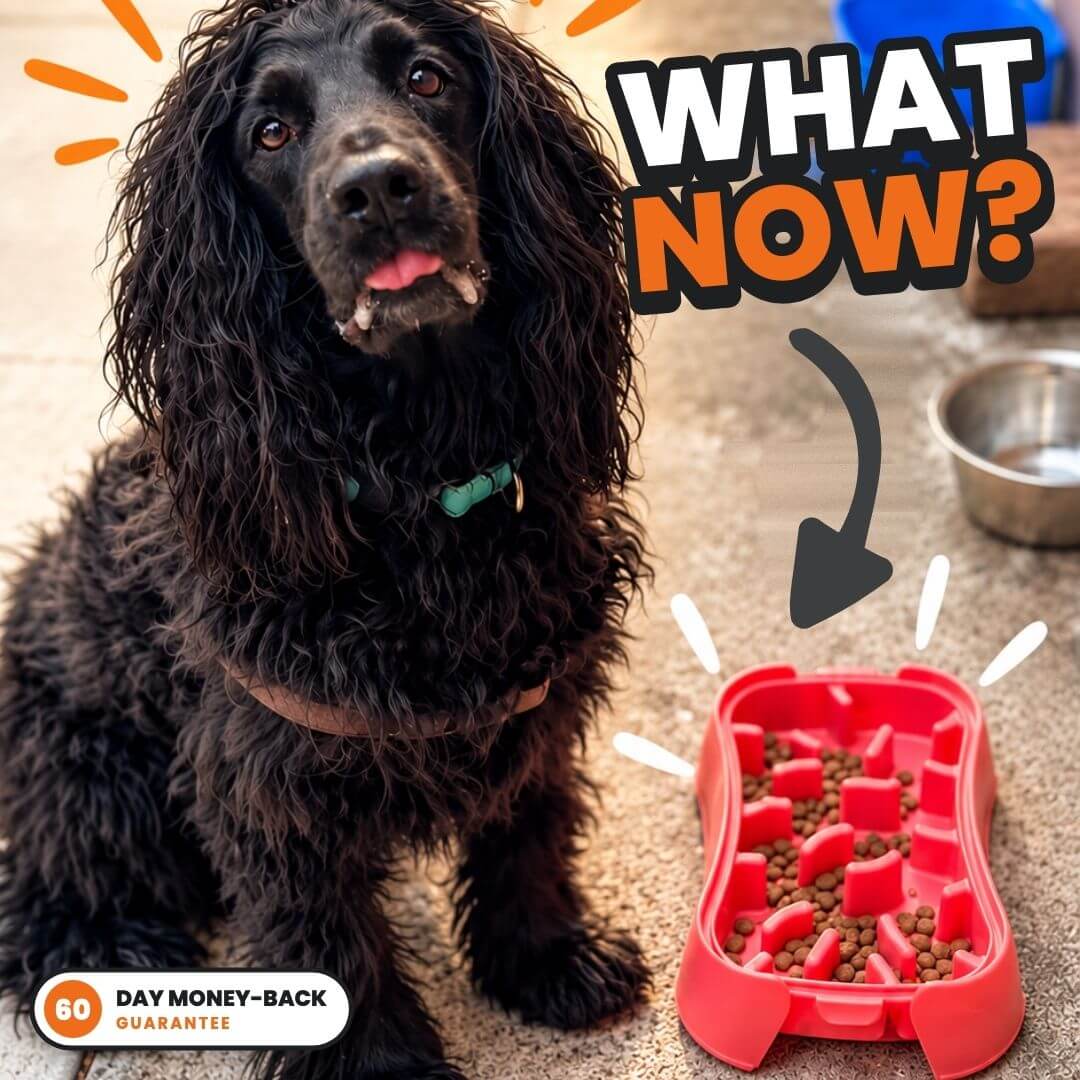 A black long-haired dog sits beside a red super feedy bowl on a concrete floor, with promotional text reading 'WHAT NOW?' and a '60 DAY MONEY-BACK GUARANTEE' badge.