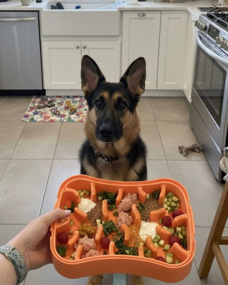 Dog sitting in a kitchen with a person holding an orange Super Feedy Slow Feeder filled with food.