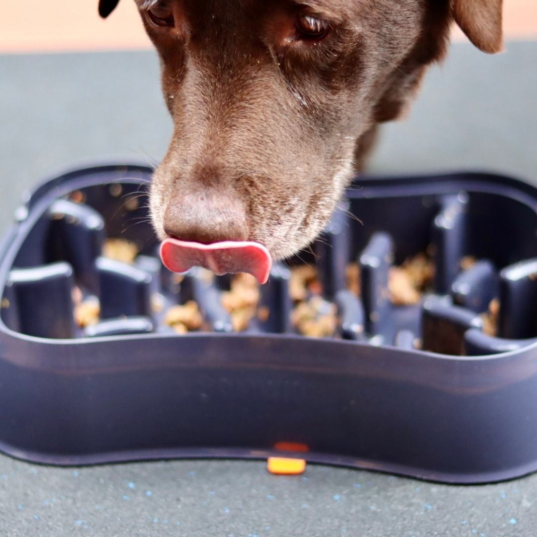 4-in-1 Slow Feeder Dog Bowl