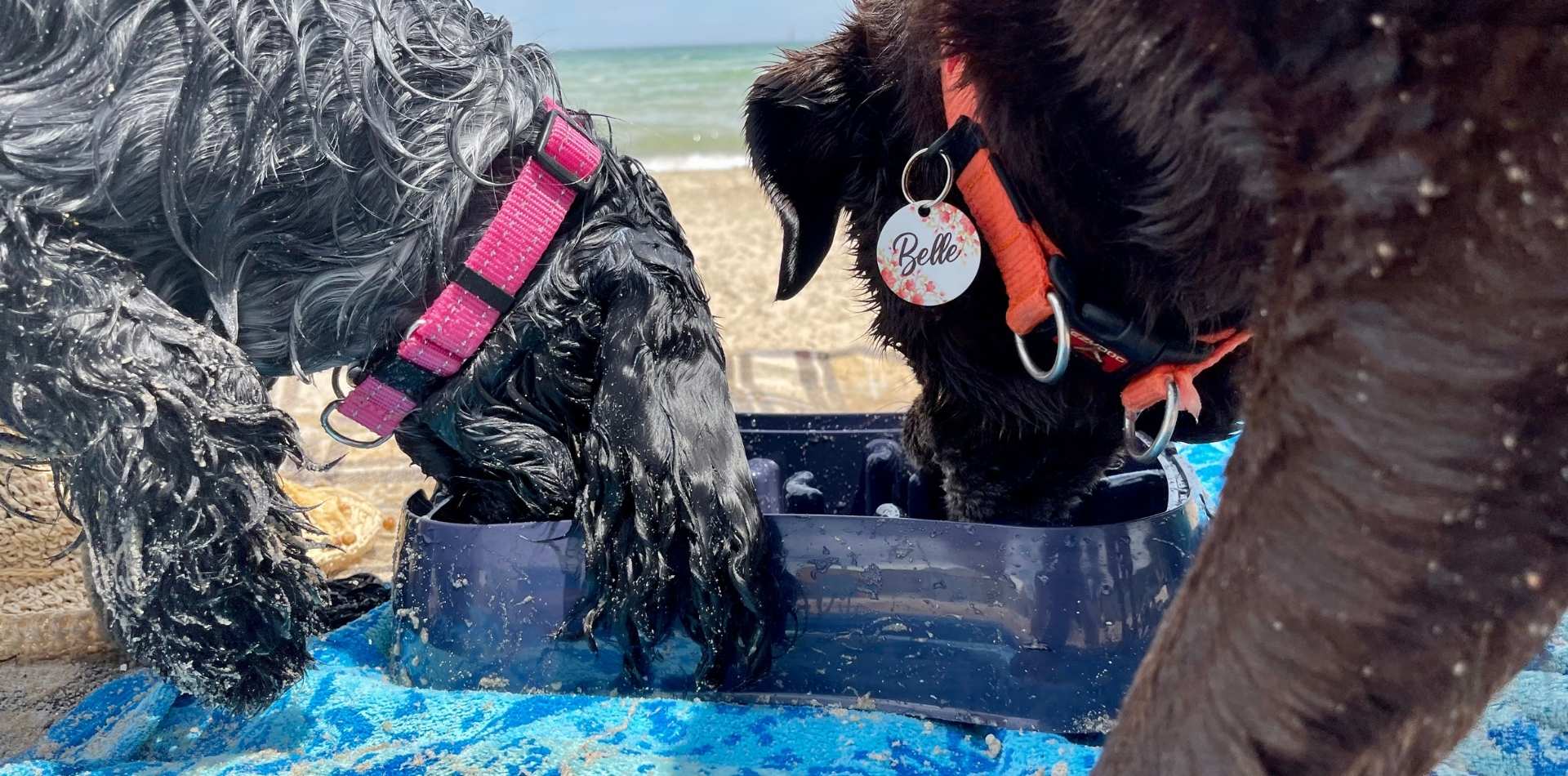 Super Feedy Belle and Marley Eating from Super Feedy Slow Feeder Dog Bowl.