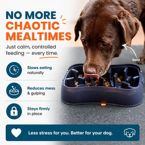 Dog eating calmly from non slip slow feeder bowl reducing mess gulping and chaotic mealtimes