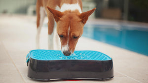 The Ultimate, Versatile 4-in-1 Slow Feeder Dog Bowl