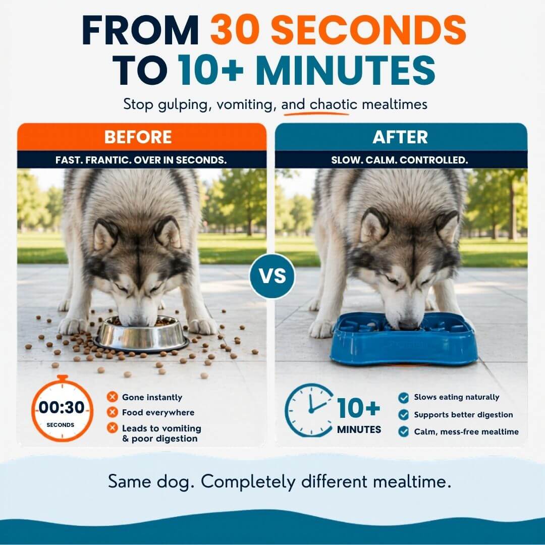 Dog eating fast vs slow feeder bowl comparison showing reduced gulping better digestion and calm mealtime