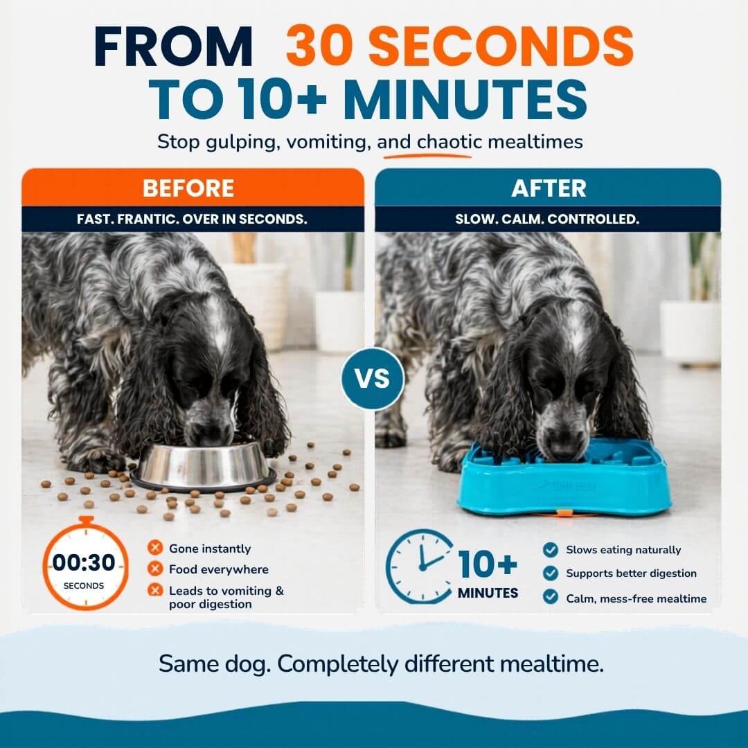 Small dog eating fast vs slow feeder bowl comparison showing slower eating and better digestion