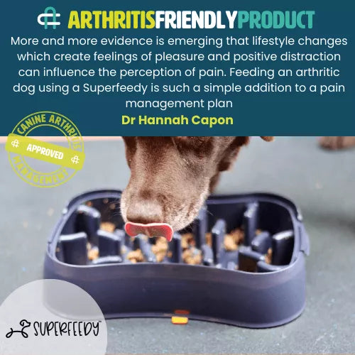 Arthritis-friendly Super Feedy slow feeder dog bowl with dog eating