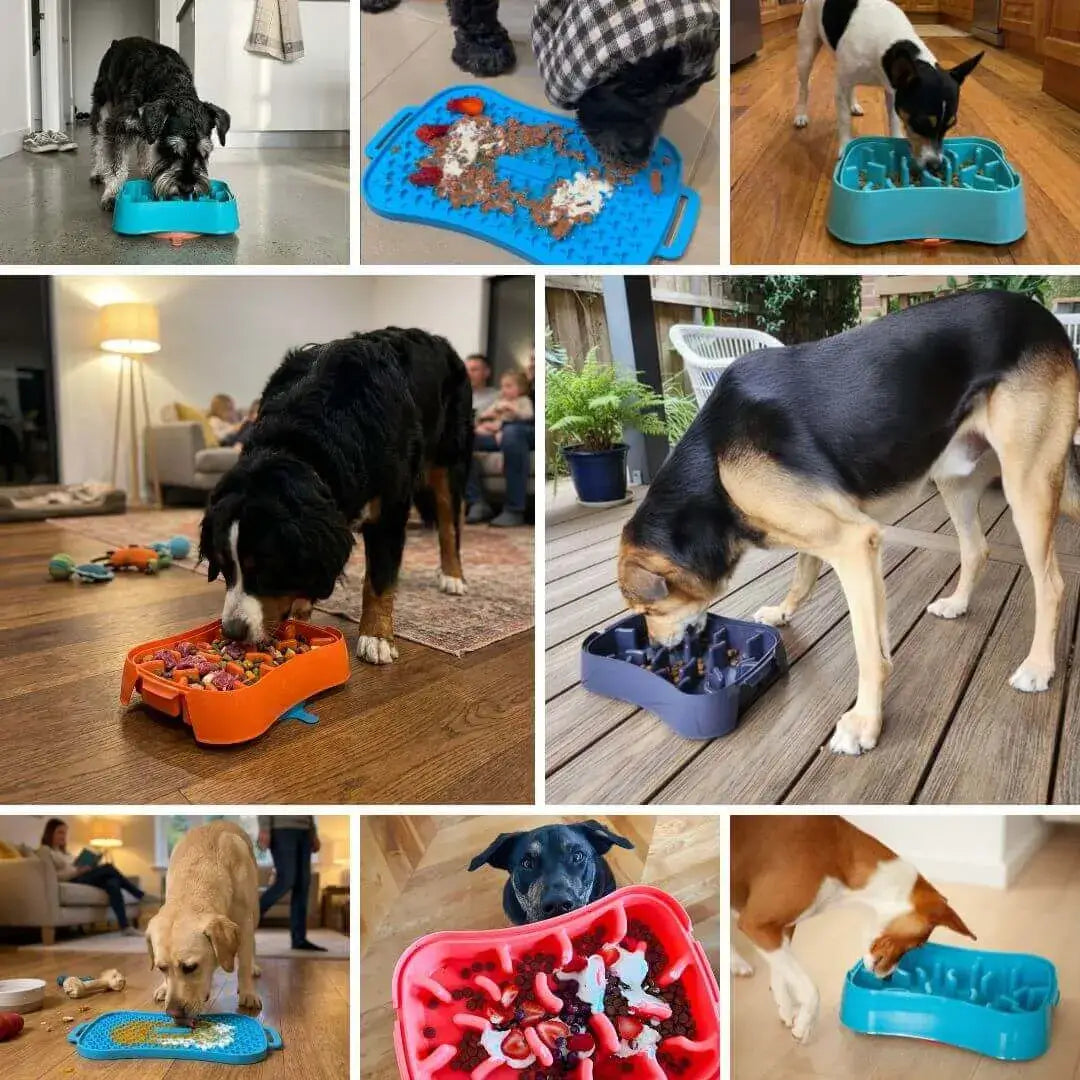 Dog using bowl in kitchen