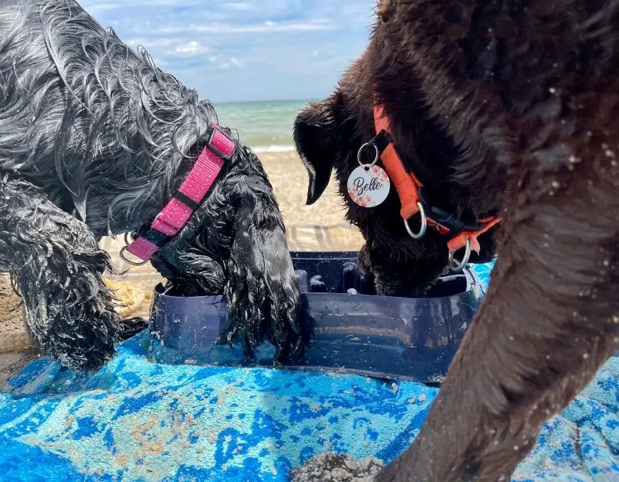 Dog eating from Super Feedy slow feeder