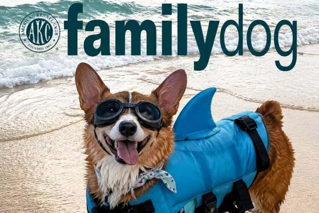 Super Feedy featured in AKC Family Dog Must-Have Gear Guide for dogs that eat too fast